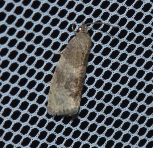 Réf. 183 369 : Pseudosciaphila branderiana